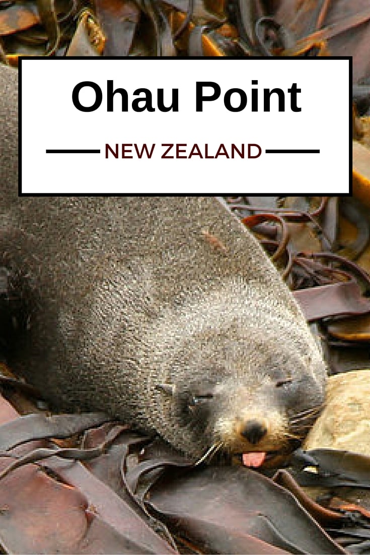 Travel Guide New Zealand - Plan your visit to the Ohau Point Seal colony near Kaikoura