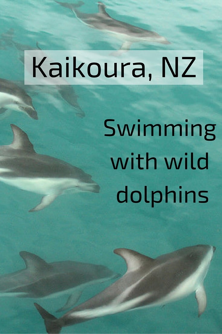 Kaikoura - Swim with wild dolphins