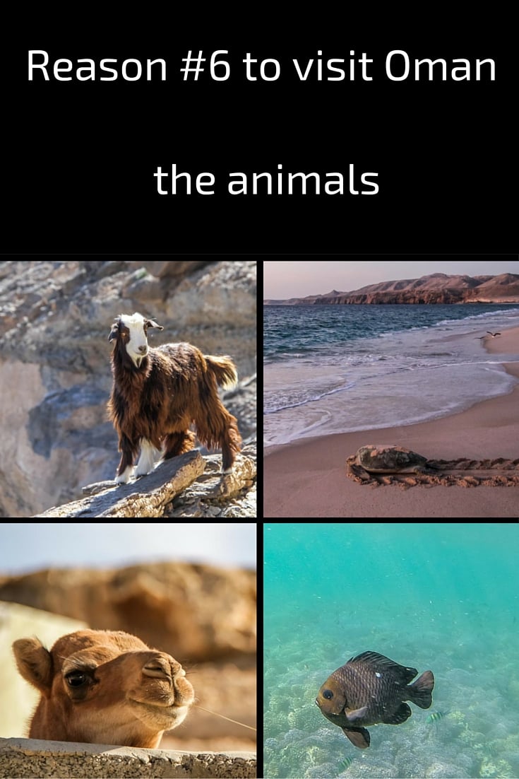 Motivo para visitar Omã - animais