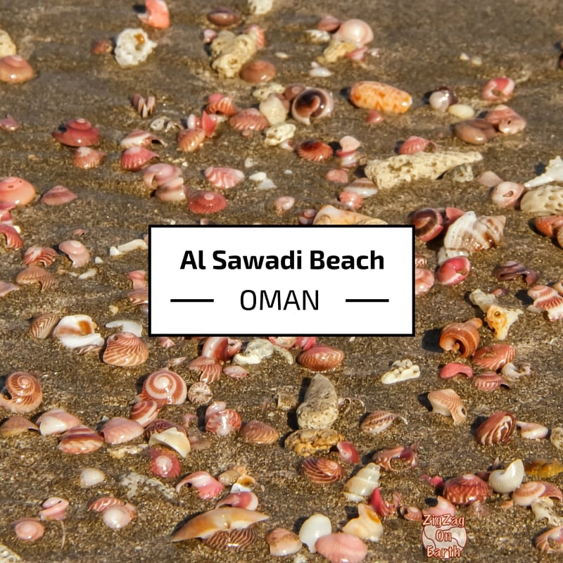 Al Sawadi Al Sahil beach Shells - Oman - Travel Guides