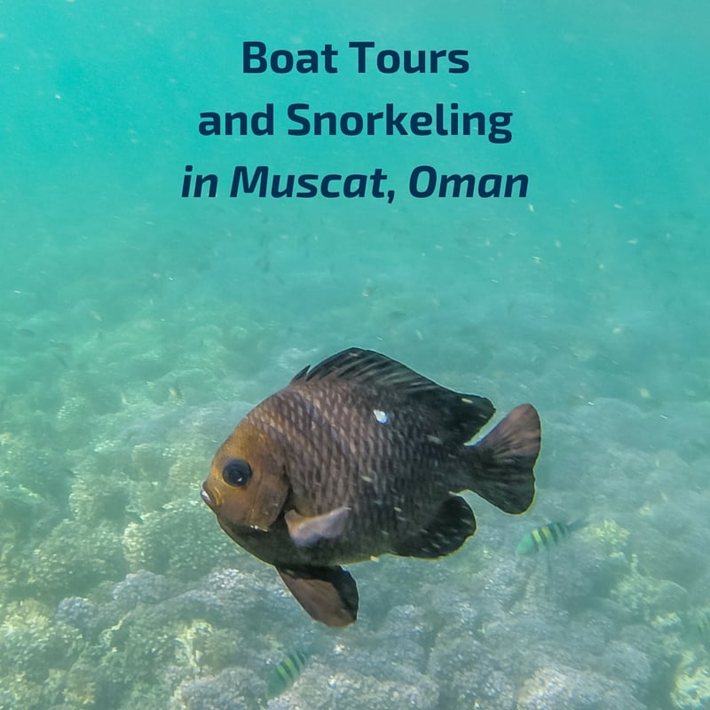 Boat Tour Snorkeling - Muscat Oman - Travel Guides