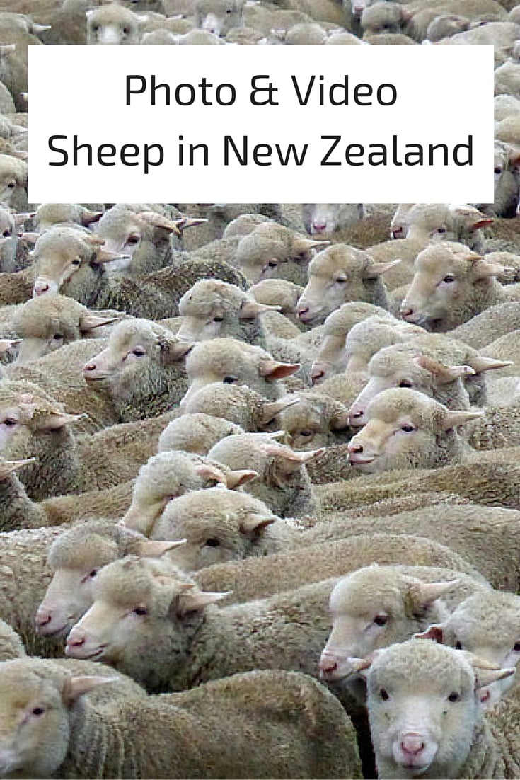 Photo & Video Sheep in New Zealand Photo & Video Sheep in New Zealand