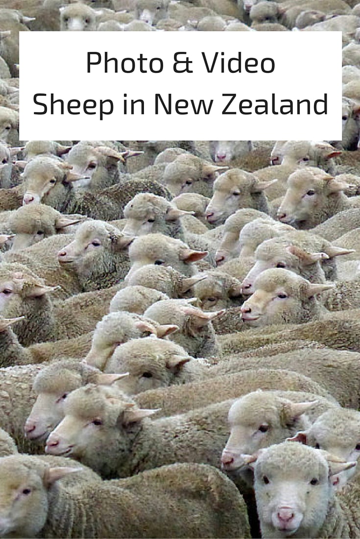 Photo & Video Sheep in New Zealand