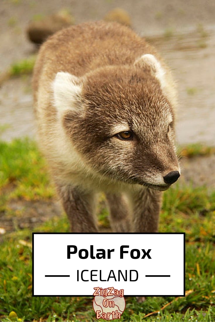 Photos and information Polar Fox - Iceland Photos and information Polar Fox - Iceland