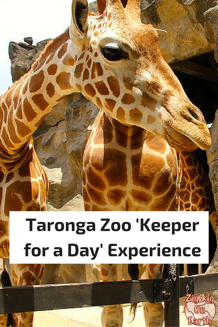 Taronga Zoo Keeper for day experience - Sydney Australia - review
