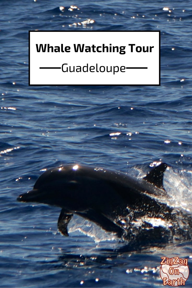 Whale and dolphin watching tour - Guadeloupe islands - Travel Guide- photos and practical information