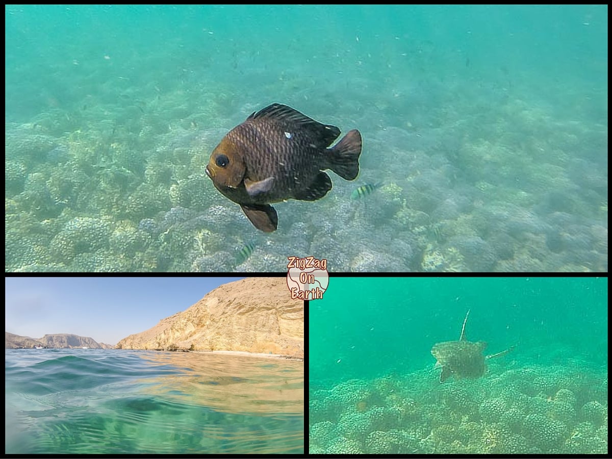 Best things to do in Oman - diving or snorkeling Best things to do in Oman - diving or snorkeling