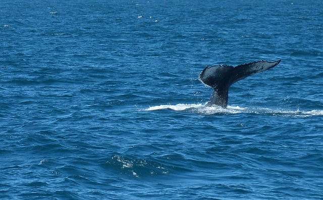 osservazione delle balene a Reykjavik