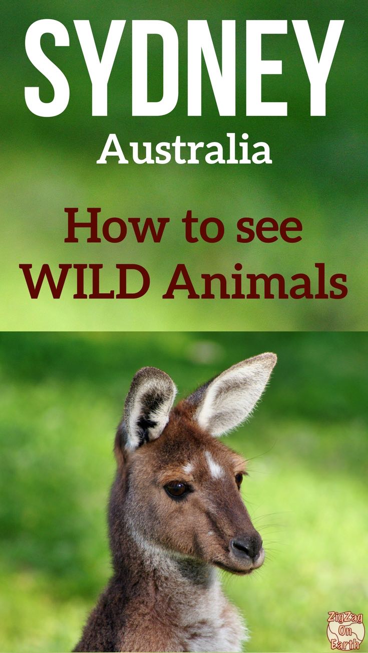 Australian wildlife Sydney - see koalas in Sydney - see kangaroos in Sydney - How to see australian animals in Sydney travel