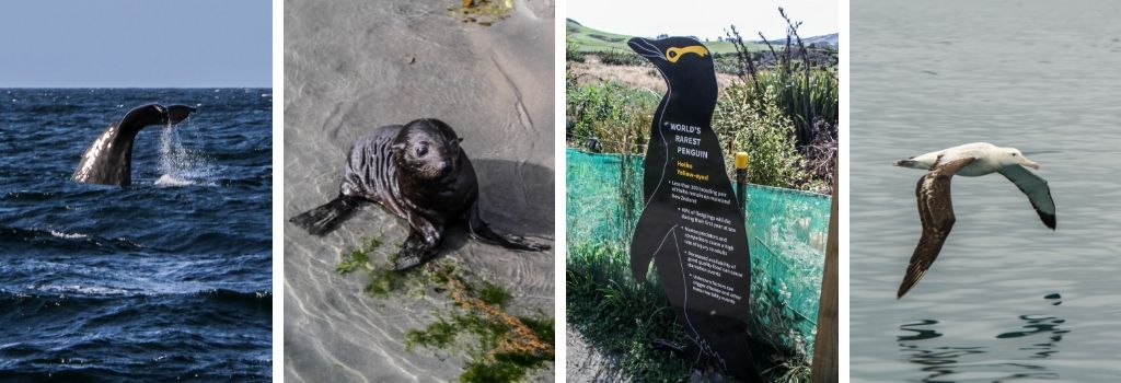 Beste tijd van het jaar om Nieuw-Zeeland te bezoeken om wilde dieren te zien?