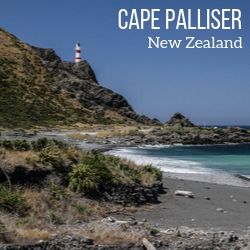 seals lighthouse Cape Palliser New Zealand Travel Guide