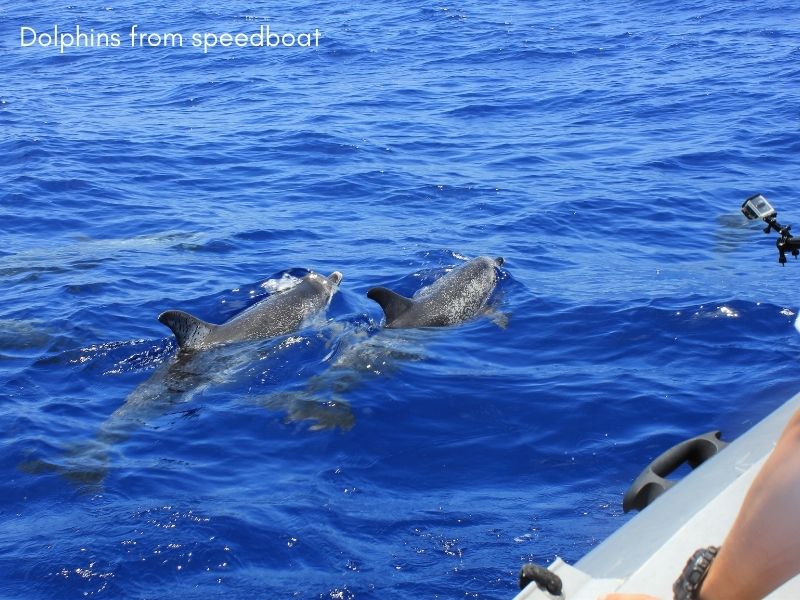 Speedboat dolphin watching tour madeira