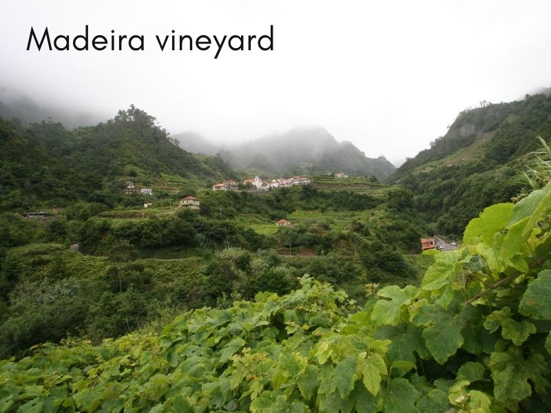 Visita ao vinho da Madeira