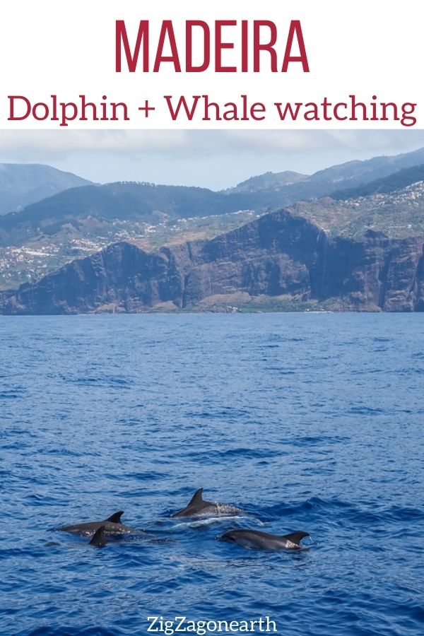 dolphin whale watching Madeira Pin