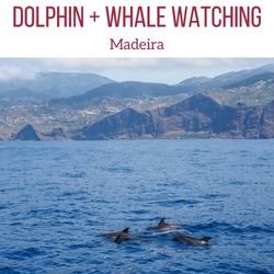 dolphin whale watching Madeira