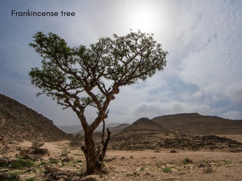 Frankincense-träd nära Salalah Oman