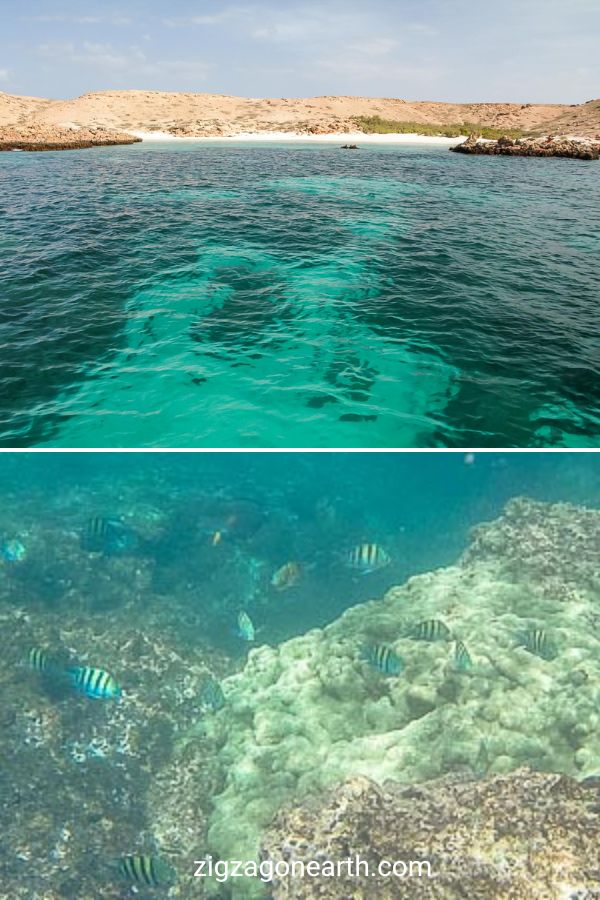 Daymaniyat öarna Oman snorkling dykning