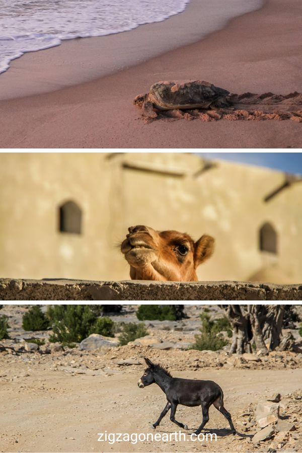 Dieren van Oman