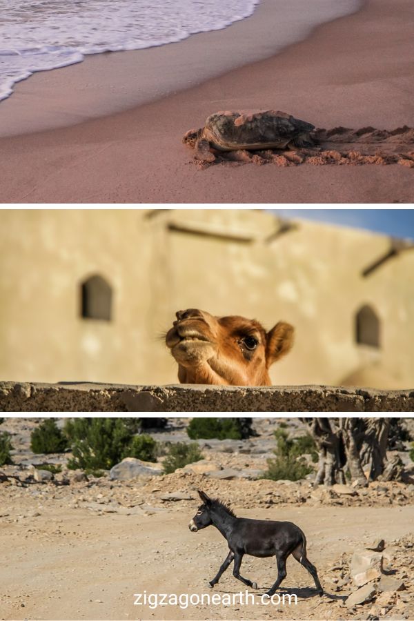 Djur i Oman