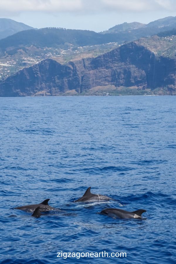 delfin valskådning Madeira Pin