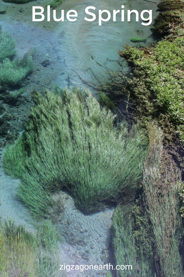 Blue Spring New Zealand (Te Waihou gangbro)