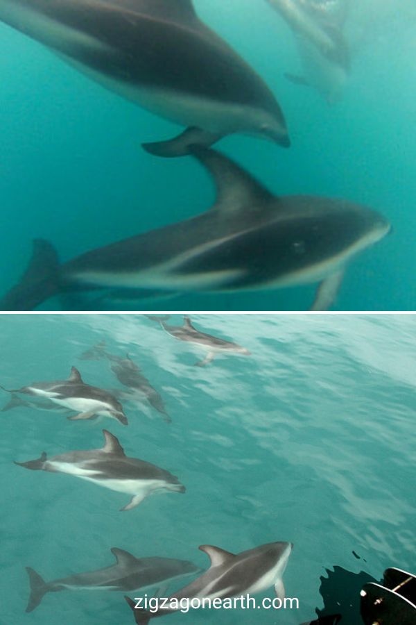 Guia de viagem para a Nova Zelândia : Planeie o seu mergulho com golfinhos selvagens em Kaikoura